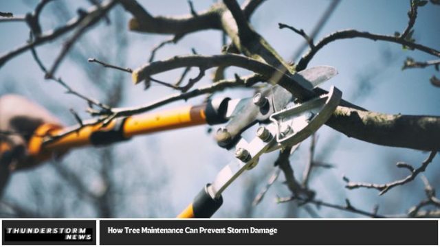 How Tree Maintenance Can Prevent Storm Damage